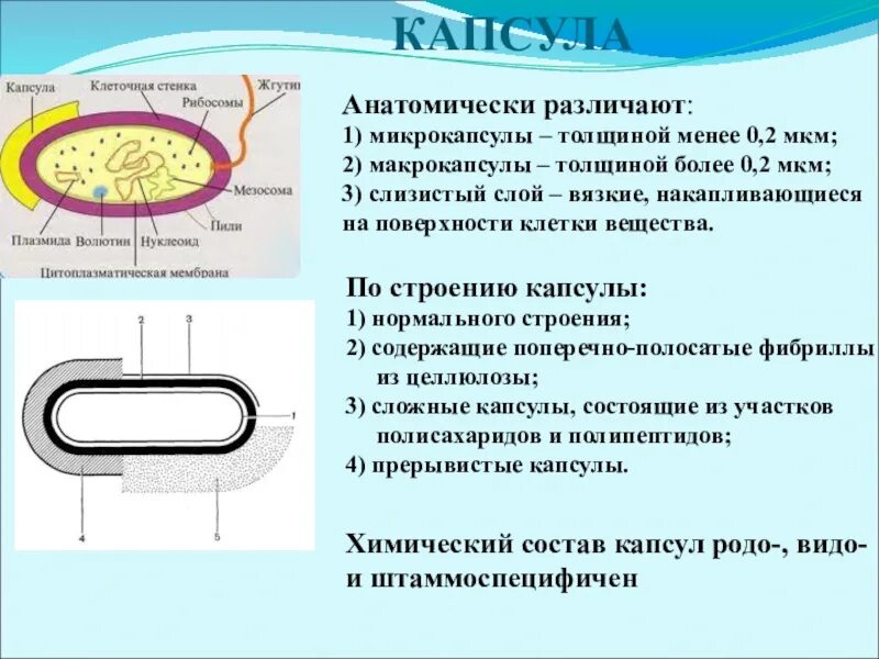 Клетки прокариот не имеют ядра. Структура бактериальной клетки микробиология. Капсула и микрокапсула бактерий. Строение капсулы прокариотической клетки. Строение бактериальной микробиология.