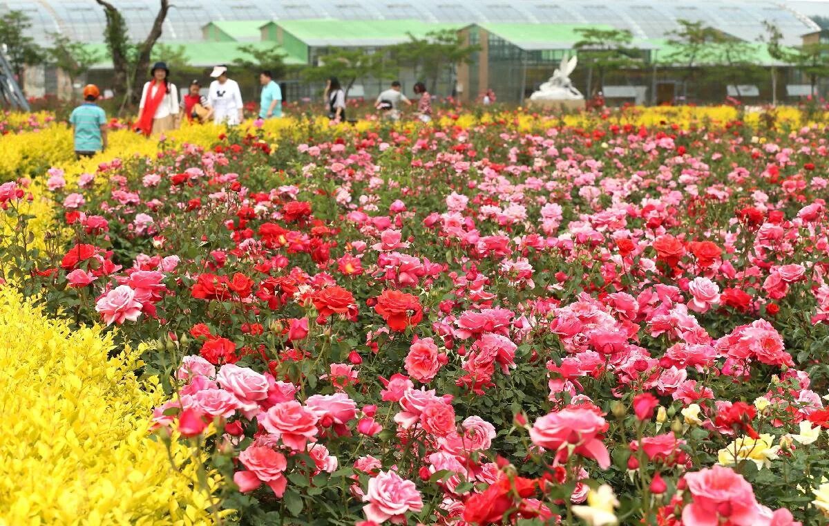 Chinese Herbaceous Peony Flower free image download