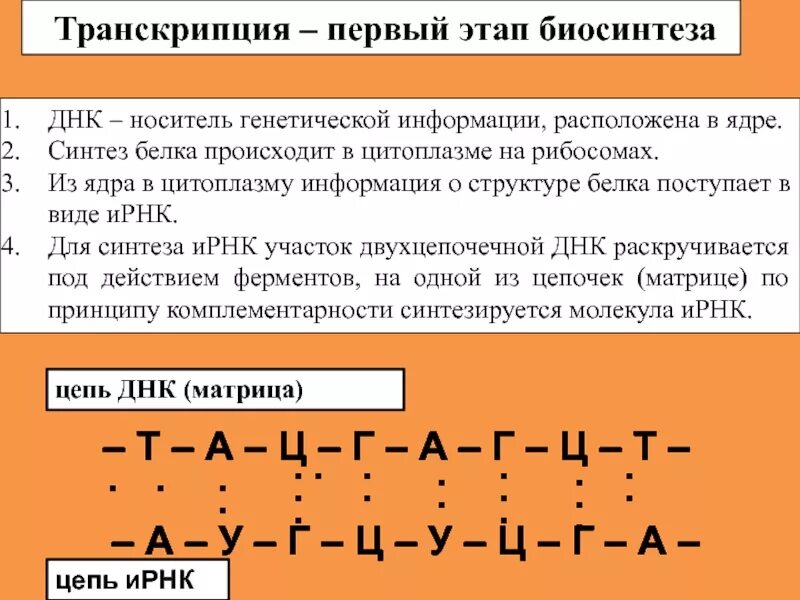 Какая цепь днк матричная. Матрица ИРНК. Матрица для синтеза РНК. Первый Биосинтез белкатэтапы. Транскрипция ДНК этапы.