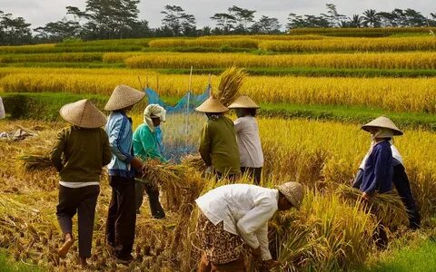 Harvest around the world