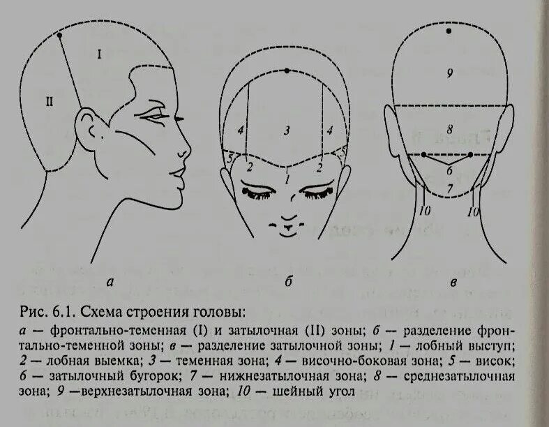 Затылок схема. Зоны волосяного Покрова головы схема. Проборы головы для парикмахеров схема. Основные деления волосяного Покрова головы. Деление на проборы головы для парикмахеров.