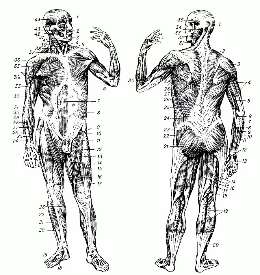 Передняя часть человека. Мышцы туловища и конечностей 8 класс биология. Мышцы туловища и конечностей рисунок. Мышцы человека вид спереди.