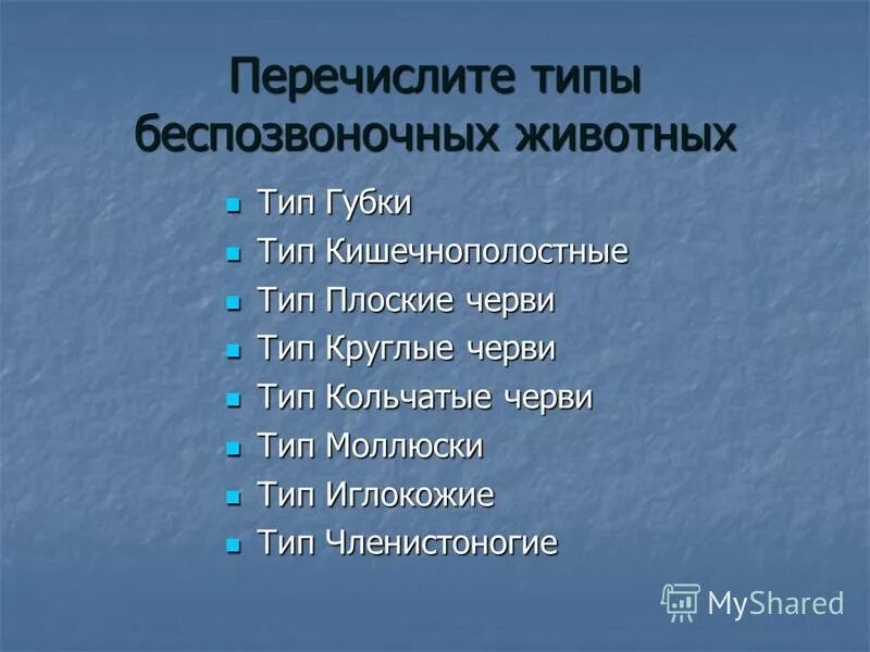 3 типа беспозвоночных животных. 3 типа беспозвоночных животных