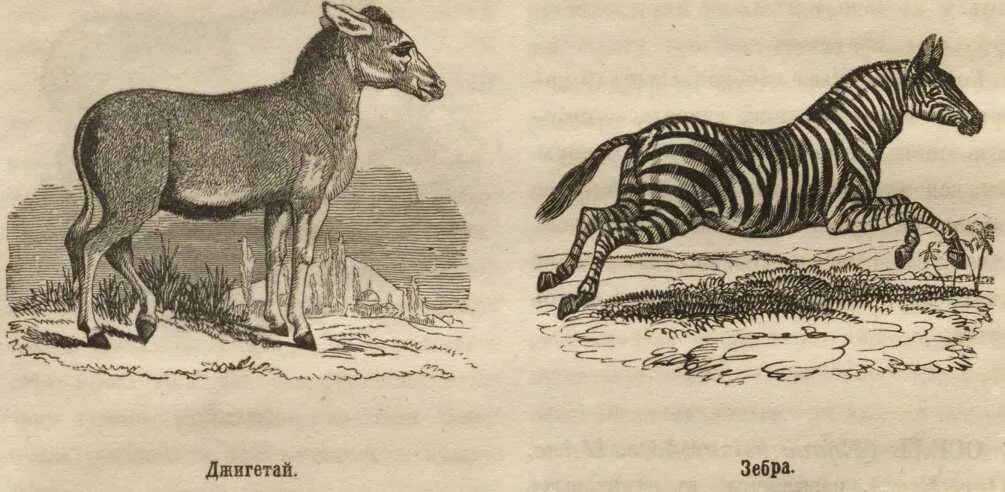 Работа история животных. Рисунки узкие с животными истории. Работа история животных. Конрад геснер иллюстрации. Одомашнивание.