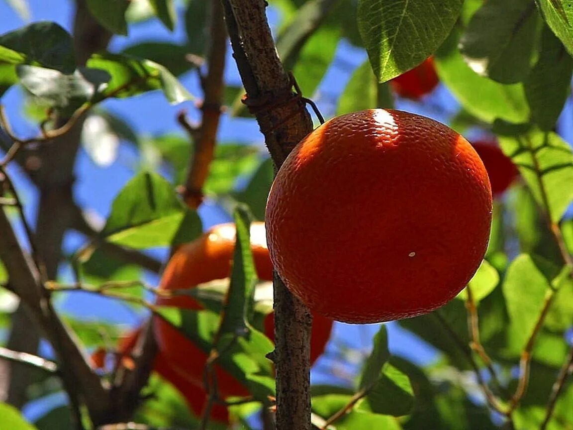 Гибрид мандарина и помело. Апельсин (citrus sinensis). Померанец плод цитрусовых. Мандарин оранжевый клементин. Померанец строение плода.
