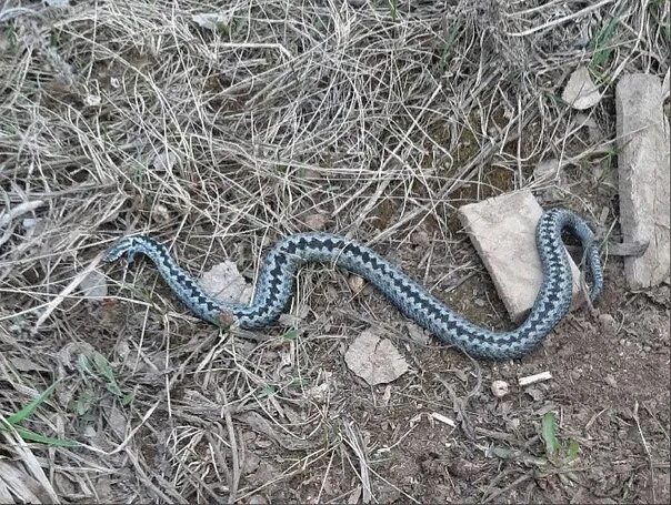 A cluster of poisonous snakes noticed in the Kirov region In the Kirov region, r