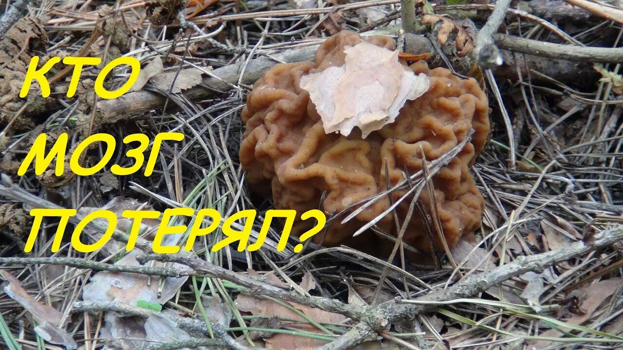 Время строчков