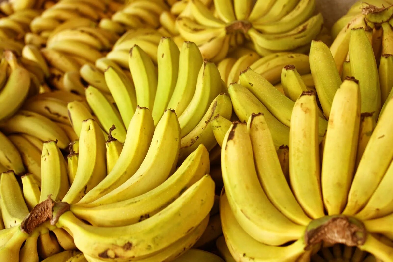Включи про банан. Банан. Банан на черном фоне. Разновидности бананов. Первоначальный вид бананов.