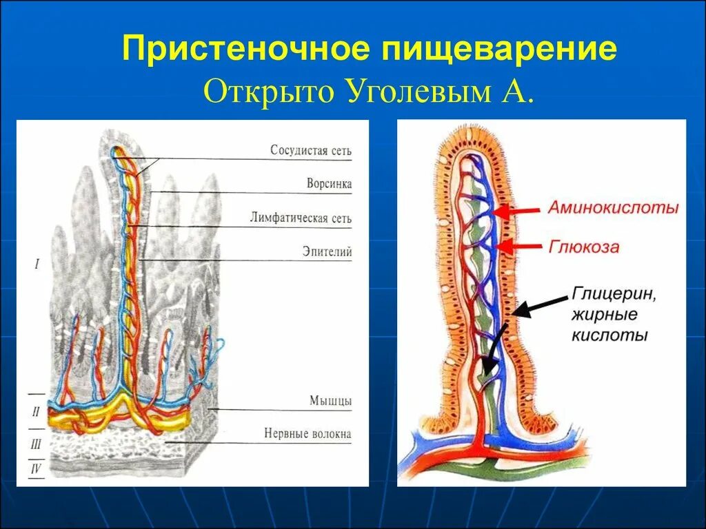 Что такое пристеночное пищеварение. Пристеночное пищеварение в тонком кишечнике. Уголев физиология пристеночное переваривание. Пристеночное пищеварение. Всасывание.. Пристеночное пищеварение гликокаликс.