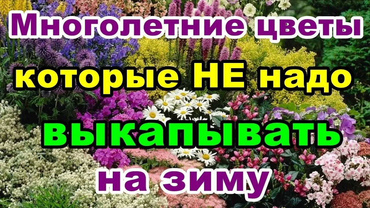 Какие многолетники обрезают осенью на зиму. Многолетние цветы которые не надо выкапывать. многолетние цветы которые надо выкапывать на зиму. многолетние цветы которые не надо выкапывать на зиму. цветы которые не надо выкапывать на зиму.
