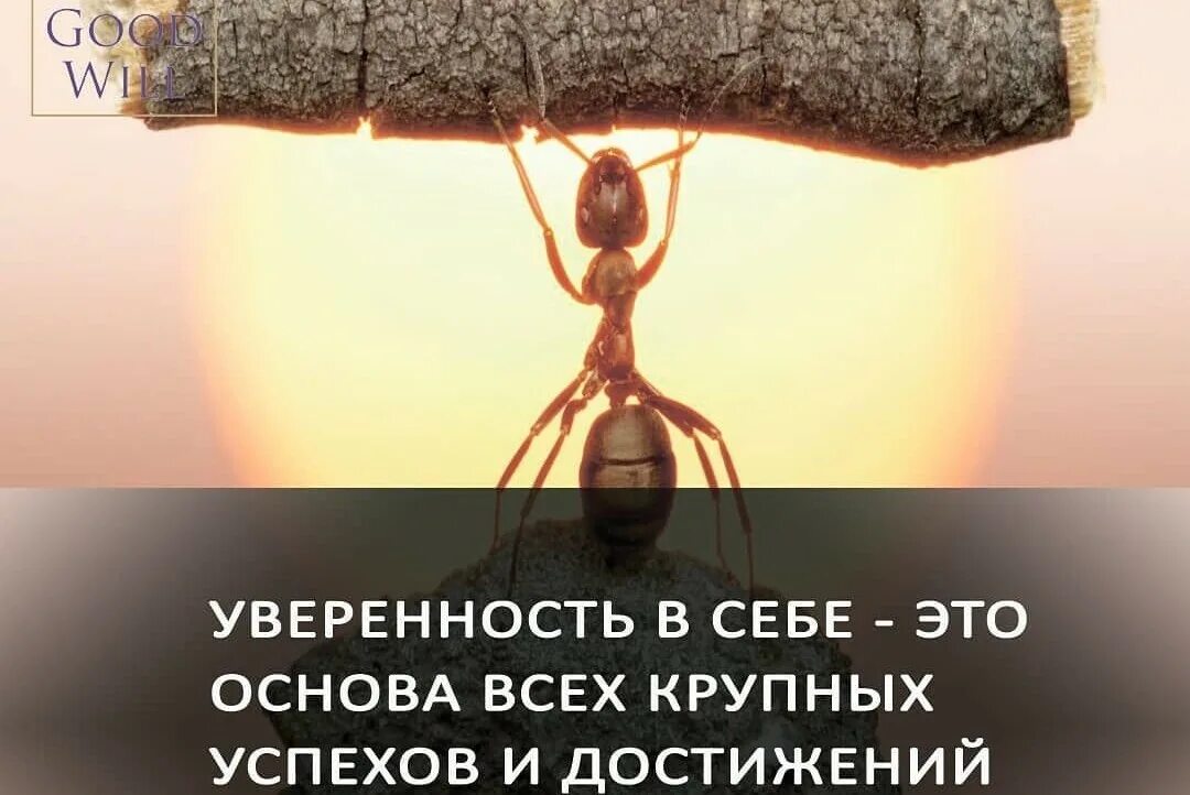 Уверенность в себе цитаты. Цитаты про уверенность. Афоризмы про уверенность. Мотивация на уверенность в себе.