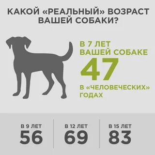 Жизнь собаки по человеческим