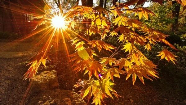 GISMETEO: Восточная Европа окрасилась в красные цвета температурных рекордов