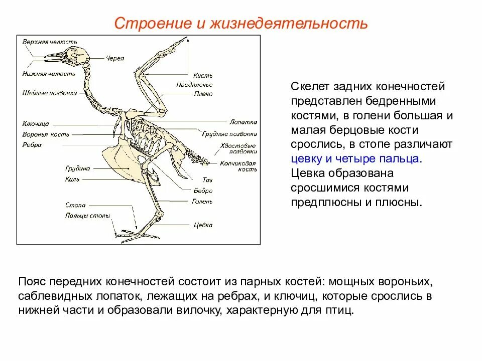 Пояс передней конечности скелет птицы. Скелет пояса верхних конечностей у птиц. Скелет птицы пояс передних конечностей. Функции пояса передних конечностей у птиц.