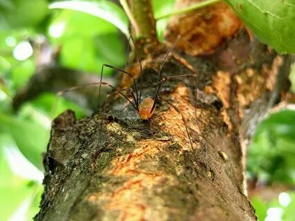 Tree legged