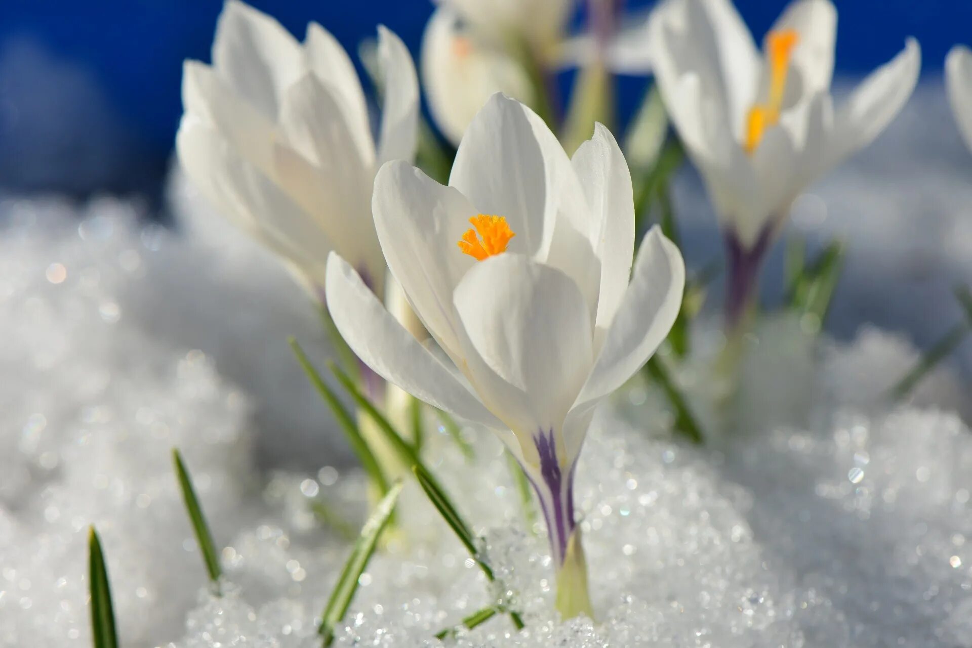 Крокусы и подснежники. Первоцвет Крокус белый. Крокус весенний белый. Крокус белый цветок первоцвет.