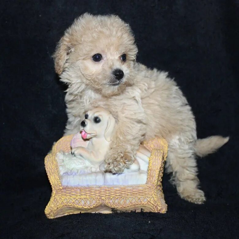 Мини пудель москве. Карликовый палмер пудель. Карликовый той пудель. Карликовый пудель малыш. Той пудель элит питомник.