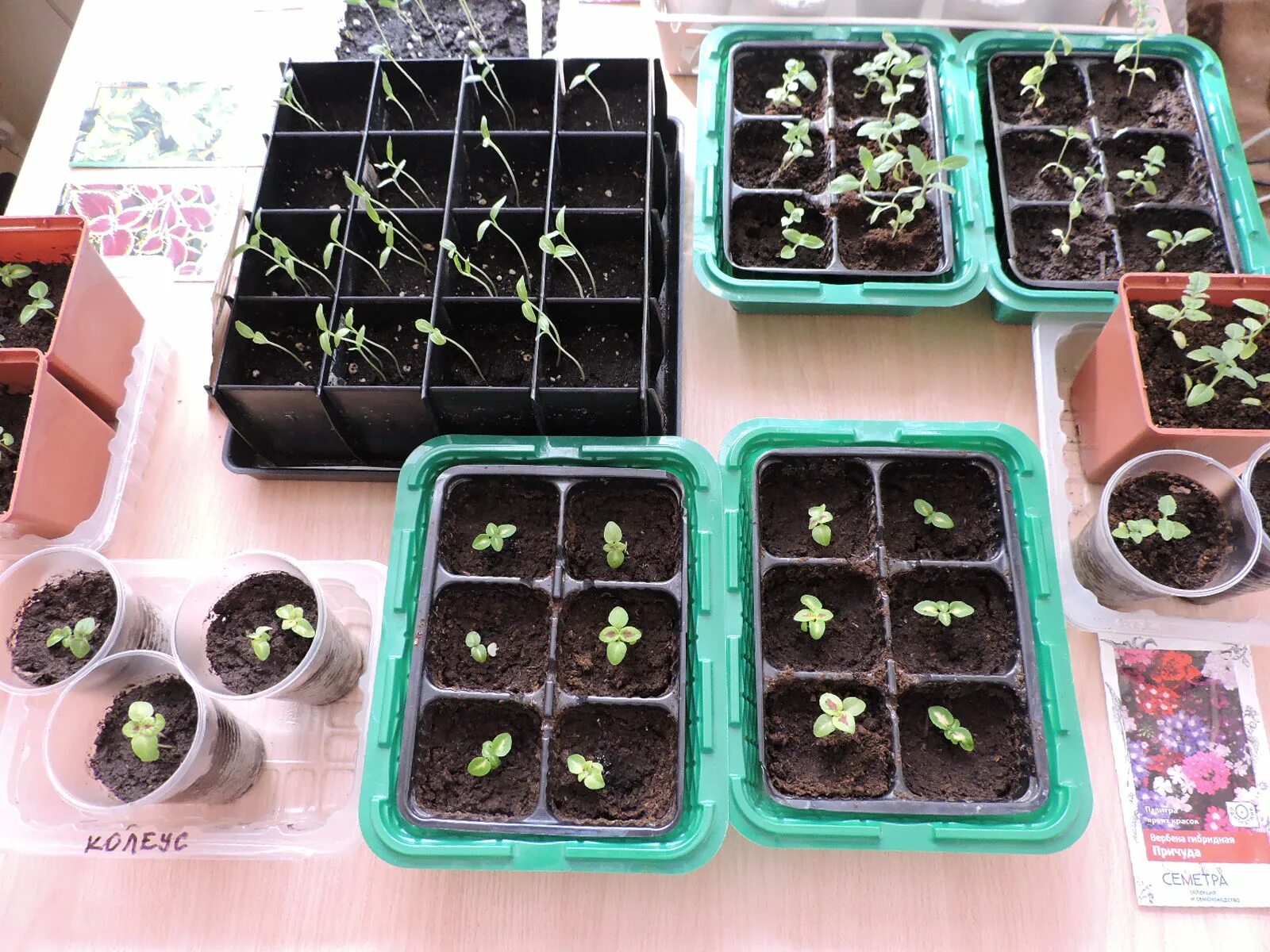 Посев баклажанов на рассаду. Как посадить семена баклажан в домашних условиях. Подготовка семян к посадке. Посадка семян баклажан на рассаду. Посадка семян баклажан на рассаду.