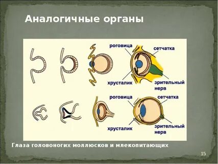 Аналогичные органы какие это органы
