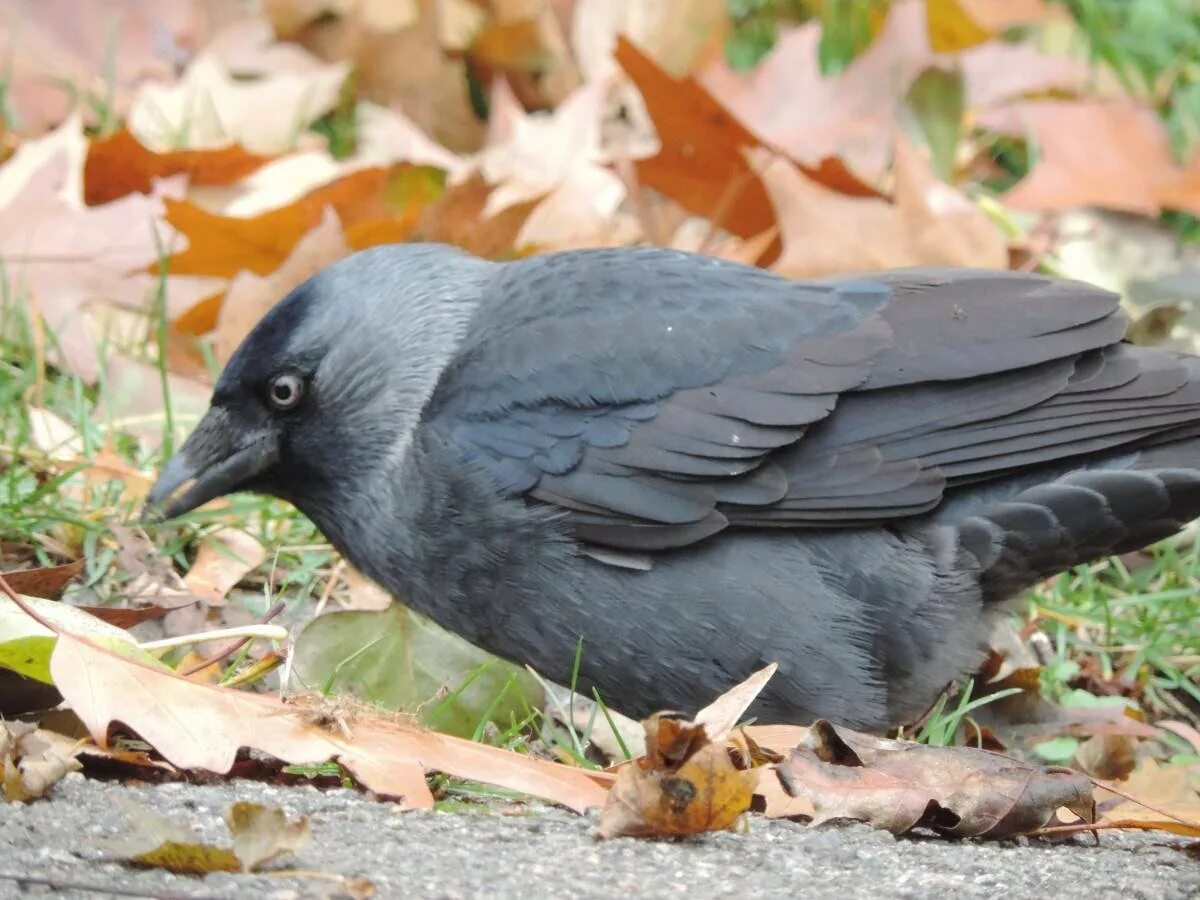 Фото галки. Га́лка Corvus monedula. Галка обыкновенная ‒ Corvus monedula. Европейская Галка. Га́лка (лат. Coloeus monedula, syn. Corvus monedula).
