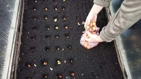Что сажать в теплице осенью