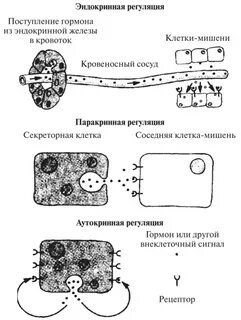 Варианты регуляции
