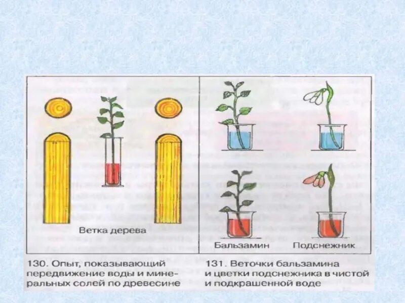 В изображенном на рисунке опыте тюльпан. Передвижение воды в растении. Опыты передвижение воды и Минеральных веществ. Передвижение воды по стеблю опыт. Движение веществ в растении опыт.