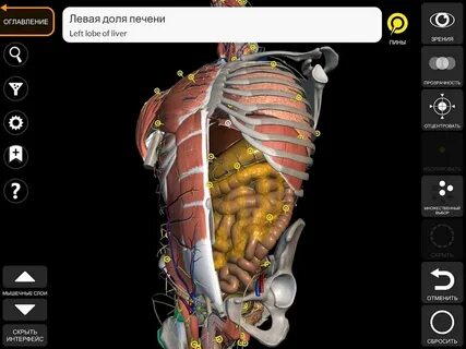 Anatomy learning 3d атлас