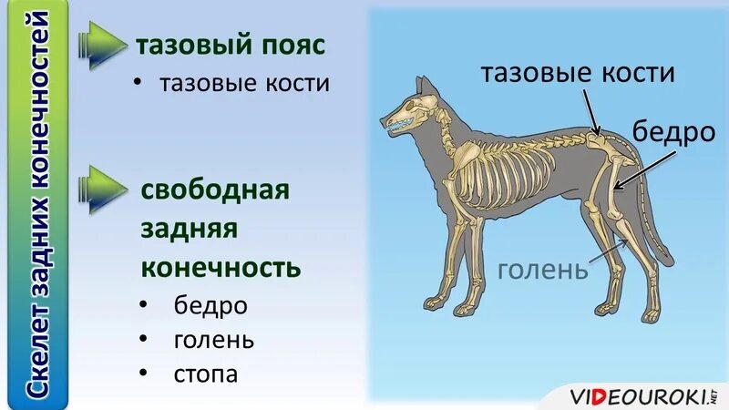 Кости в скелете млекопитающих соединяются между собой. Скелет млекопитающего 8 класс биология. Строение скелета млекопитающих. Класс млекопитающие скелет и мускулатура. Скелет и мышцы млекопитающих.