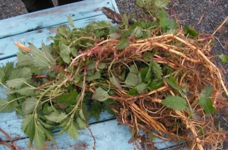 Корень крапивы мочковатая. Корень крапивы. Крапива двудомная корень. Стебель крапивы двудомной. Корневище крапивы.