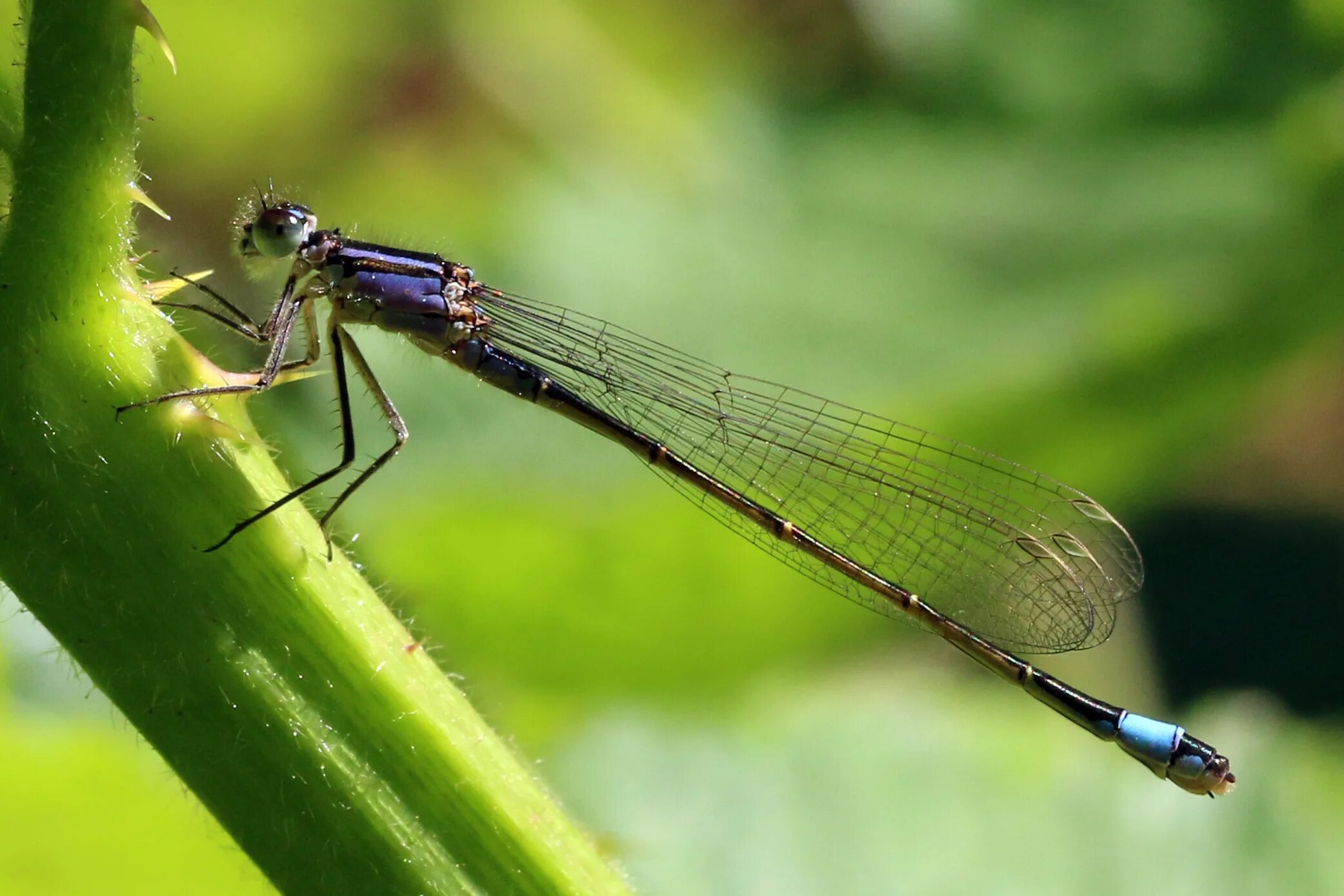 Тонкохвост изящный Ischnura elegans. Coenagrion armatum. Тонкохвост изящный Ischnura elegans (Vander Linden, 1820). Самка Coenagrion Johanssoni.