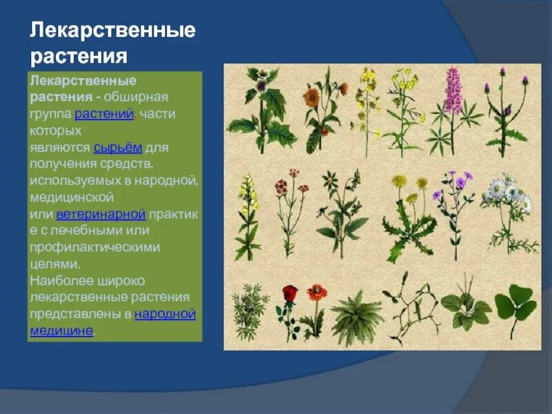 Группа растений которых является