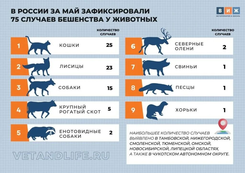 признаки хорошего самочувствия питомца. задача про кошек. задача про собак. собака внешний вид образ жизни повадки. правило содержание собак.