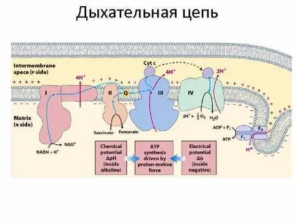 Комплексы дыхательной цепи