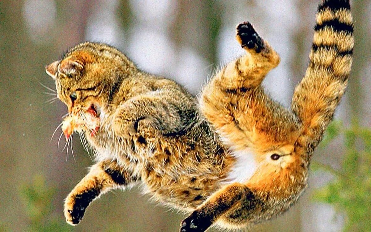 Упавший кот. Кот падает. кот приземляется. смешные коподения котов. кошка падает смешно.