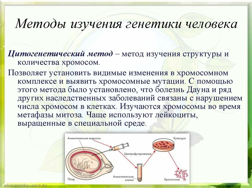 Методы изучения генетики человека. Генетика человека методы исследования. Методы изучения генетики человека генеалогический метод. Методы исследования генетики человека цитогенетический.