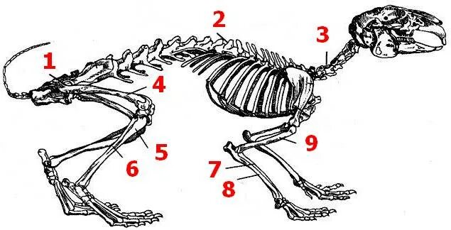 Сколько ног у кролика. Строение задних лап кролика. Строение скелета кролика. Рис 152 скелет кролика. Скелет млекопитающих кролик.