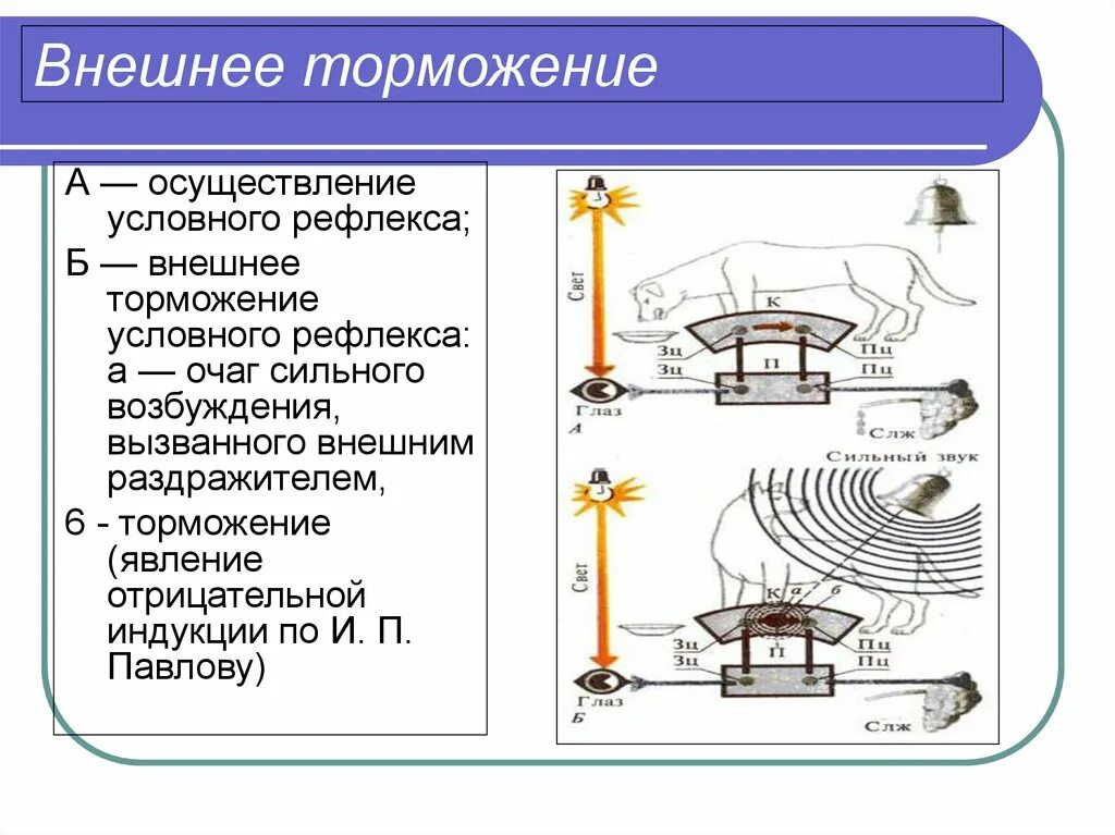 Назовите виды торможения условных рефлексов. Схема развития внешнего торможения. Внешнее и внутреннее торможение рефлексов. Внешнее и внутреннее торможение условных рефлексов. Индукционное внешнее торможение.