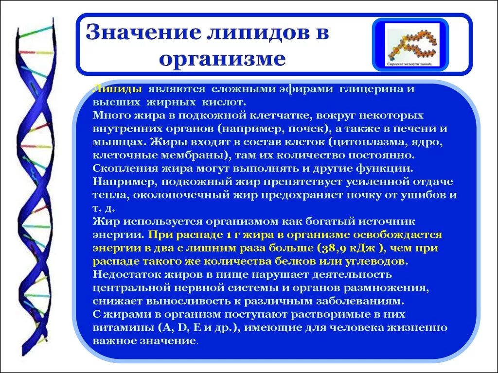 Каково значение в организме. Значение липидов. Значение липидов для организма. Функции липидов в организме. Значение липидов в организме человека.