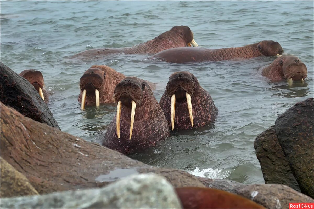 Берегите моржей. Моржовые лежбища острова врангеля. Моржи на берегу шарж. Южный берег моря лаптевых. Ластоногие моржи.