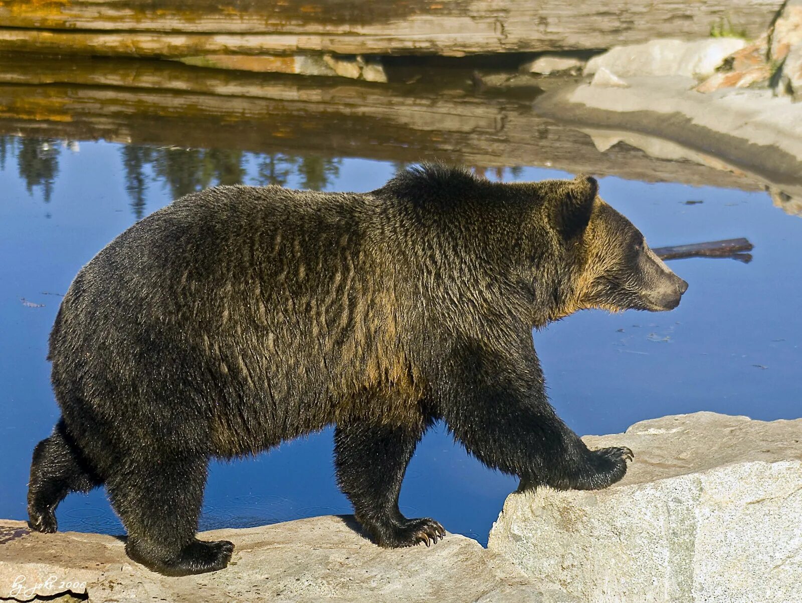 Бурый медведь. Бурый медведь сбоку. Медведь Гризли. Медведь идет. Форма бурого медведя
