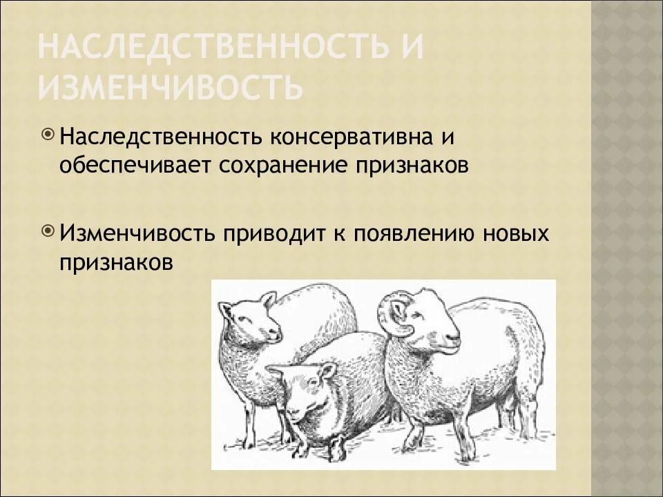 Постоянным источником наследственной изменчивости. Наследственная изменчивость. Наследственная изменчивость животных. Наследственность и изменчивость. Наследственная изменчивость примеры.