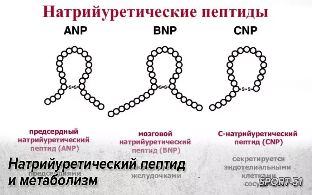 Определение пептида 32 мозга что это