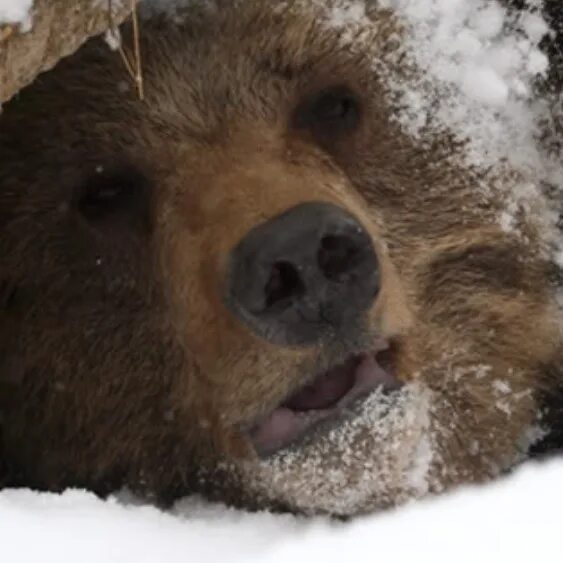 Берлога лучшие. Медведь из берлоги. Берлога медведя. Зимняя спячка медведя. Спячка медведя зимой.