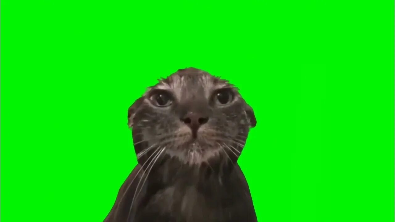 Футажи котов с мема Котик на зеленом фоне