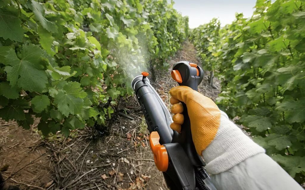 Опрыскивание винограда весной медным купоросом. Опрыскивание винограда. Опрыскивание растений. Защита сада от вредителей. Обрызгивание растений.