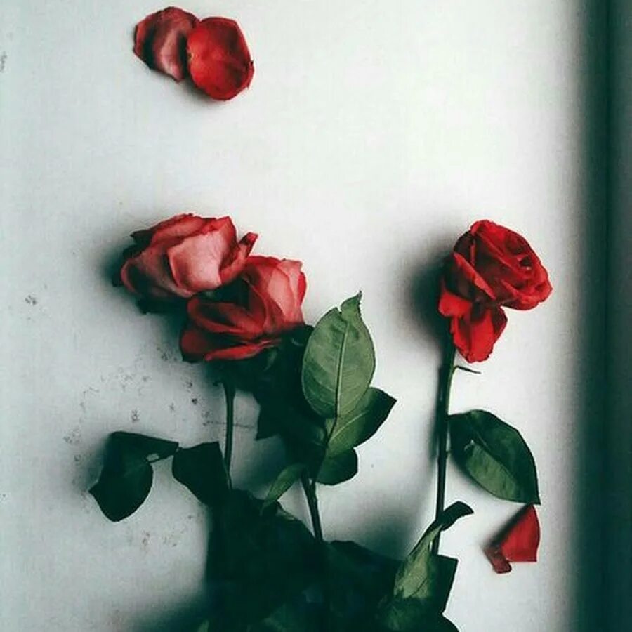 Пусть проявлять. Розы Эстетика. Красные розы Эстетика. Черно красная Эстетика розы. Эстетика черного и белого и красного.