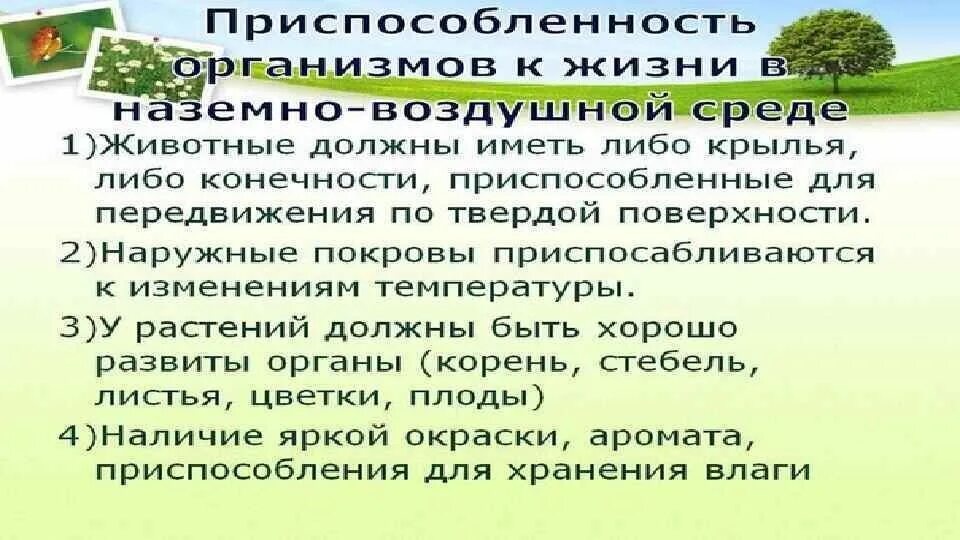 Особое свойство наземно воздушной среды обитания. Особенности наземно-воздушной среды обитания. Приспособление организмов к наземно-воздушной среде. Наземно-воздушная среда приспособления. Приспособления к наземно-воздушной среде обитания.