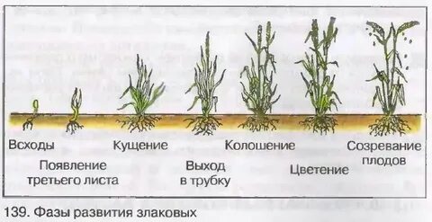 Ячмень вегетация