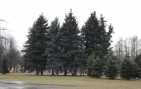 Академик парк